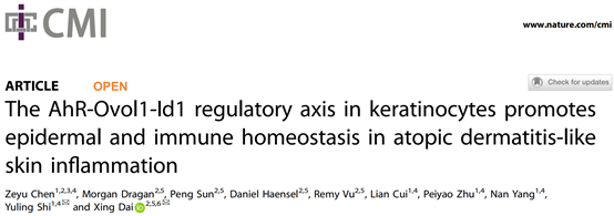 Cell Mol Immunol：5848vip威尼斯电子游戏史玉玲教授团队揭示AhR-Ovol1-Id1调控轴在特应性皮炎中的核心作用